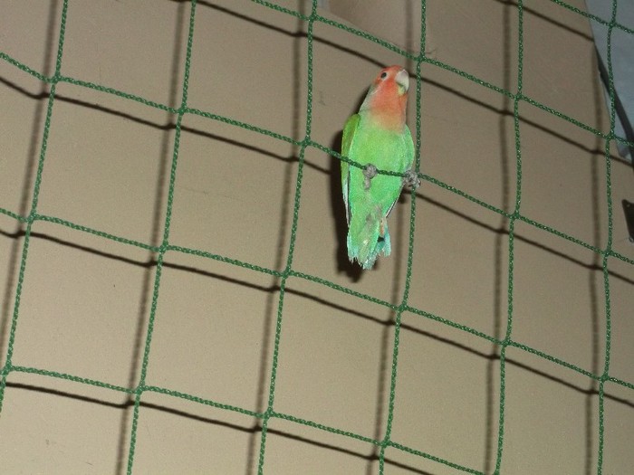 MIE IMI  PLACE IN LIBERTATE