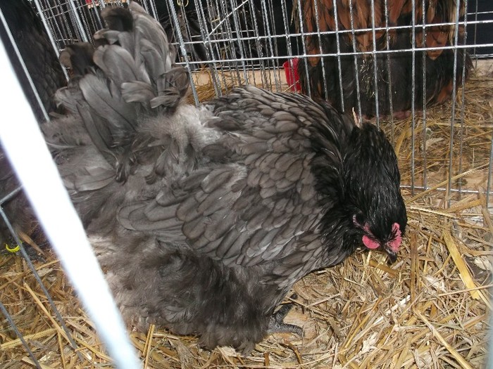 O CIOARA PUNCTATA(stia limba arbitrilor)