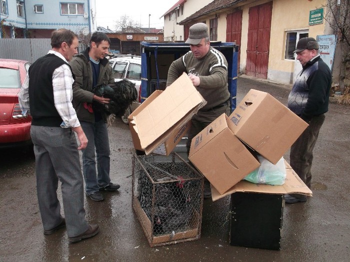 vindem cartoane si cumparam gaini