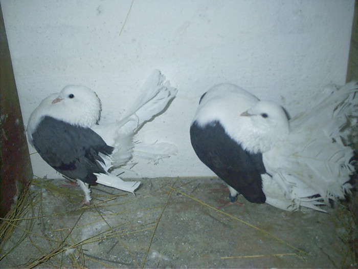 albastra  si negru pereche