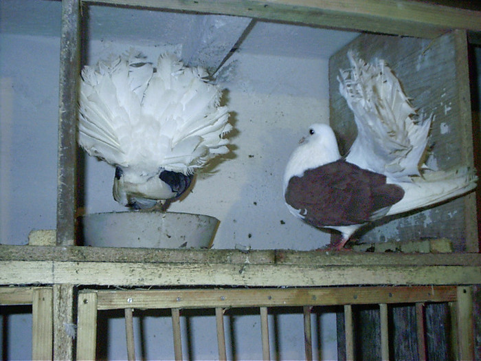 albastru si rosie pereche