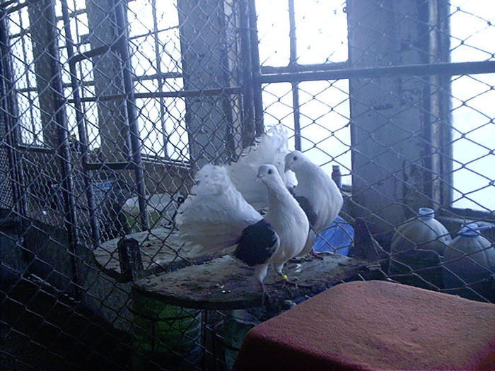 neagra  cu  rosu pereche