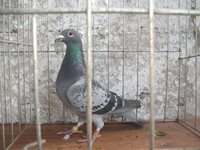 F 2009