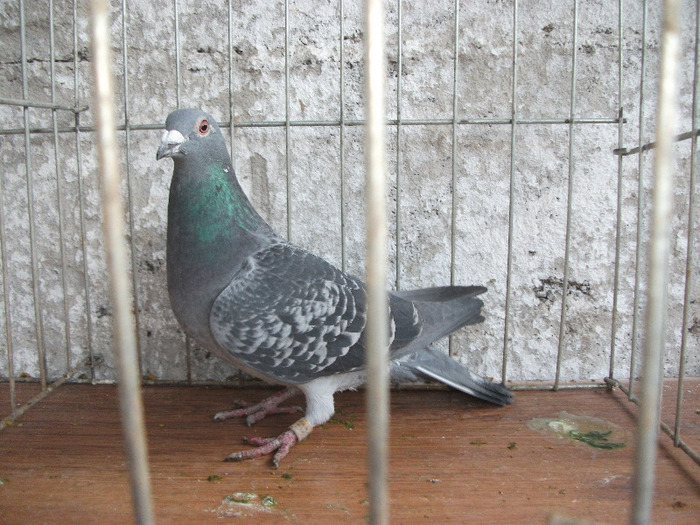 F 2009