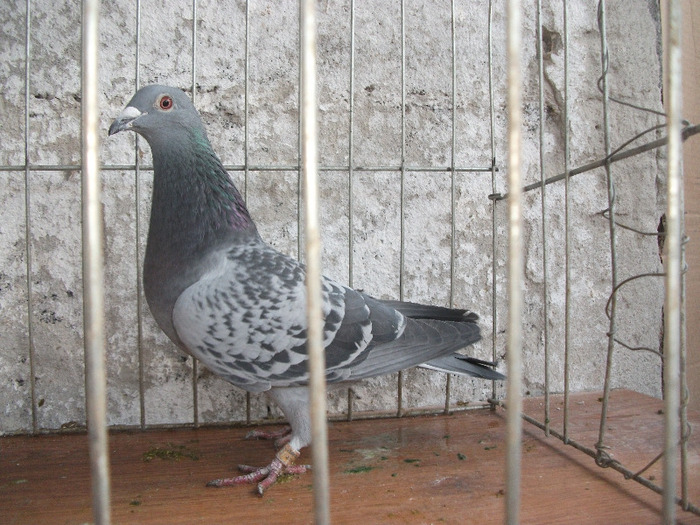 F 2009