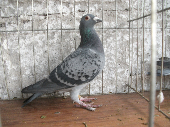 F 2009