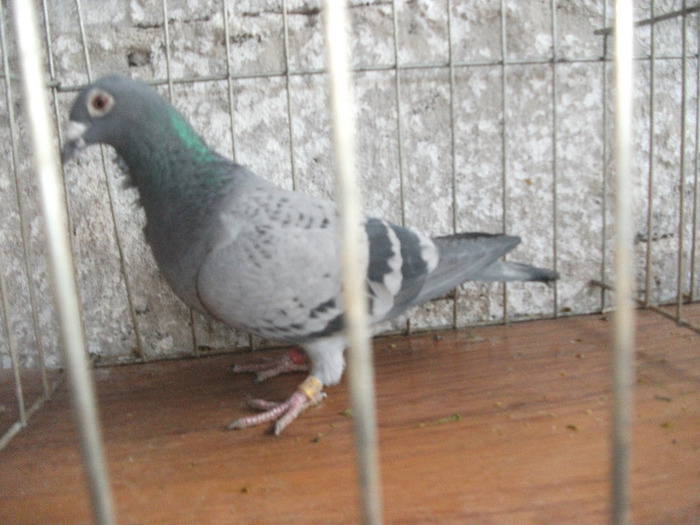 F 2009