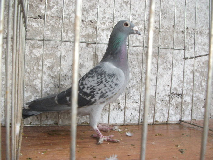 F 2009