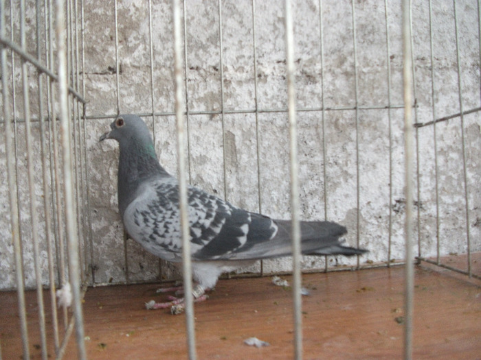 F 2007
