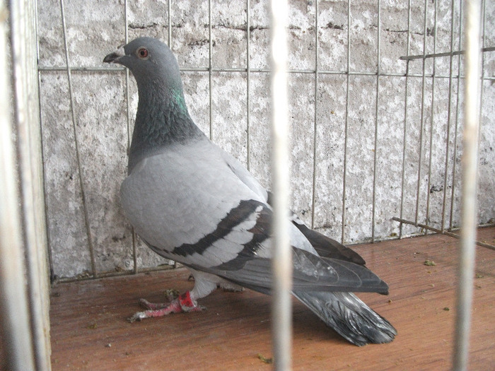 F 2010