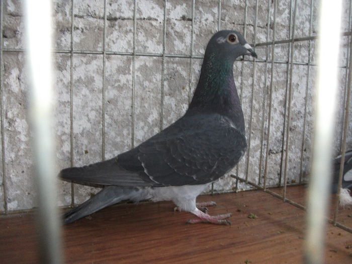 F 2009