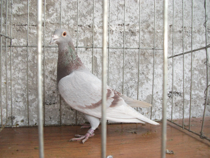 F 2007 Vanduta