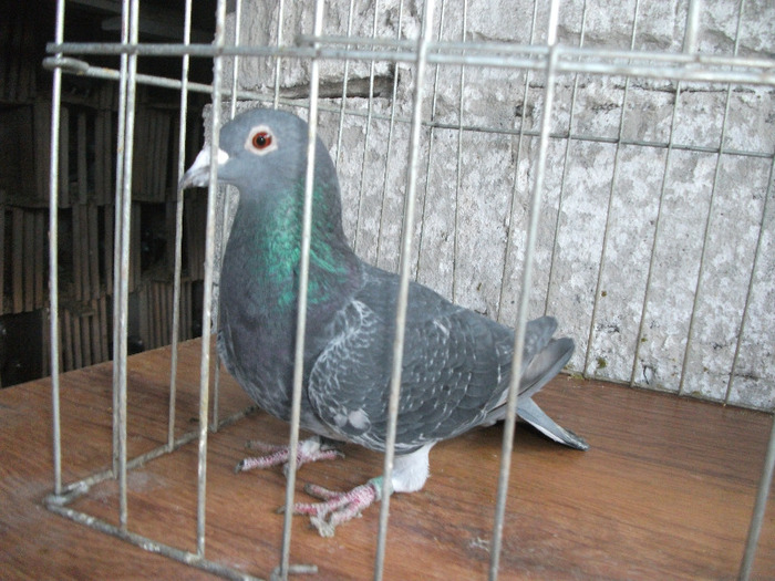 F 2005