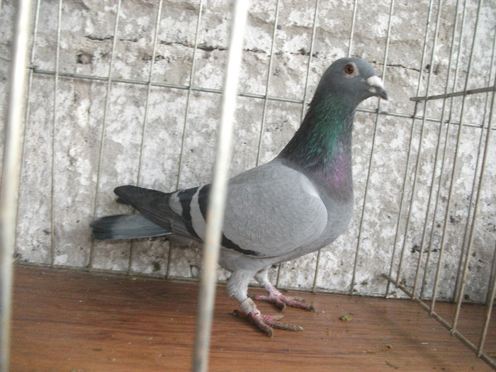 F 2007