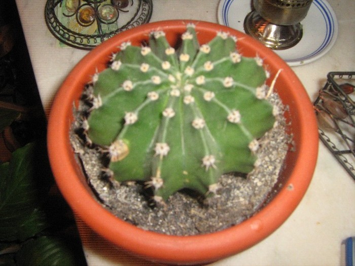 IMG_5861 - cactusi - noi