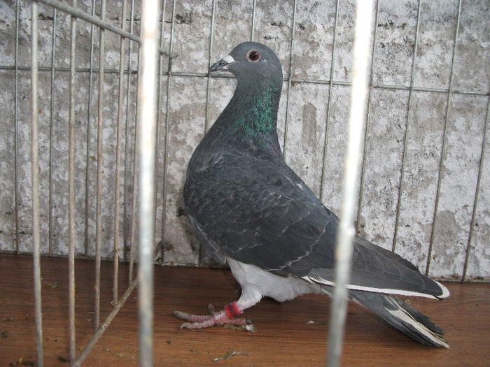F 2010
