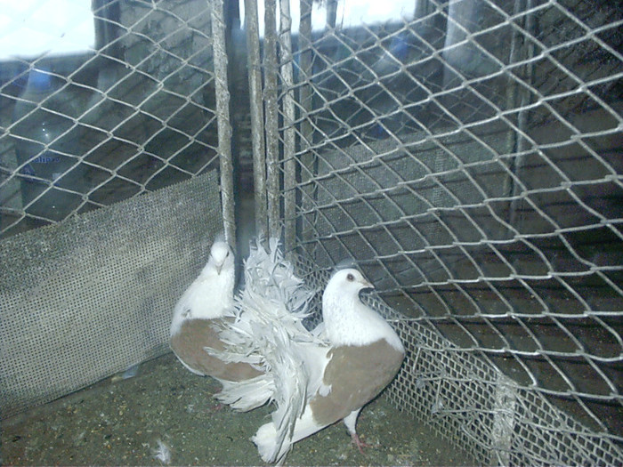 alta pereche de galbeni