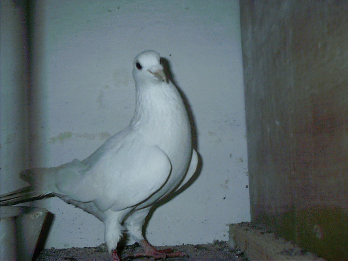 mascul  tinar - D-porumbei voiajori albi