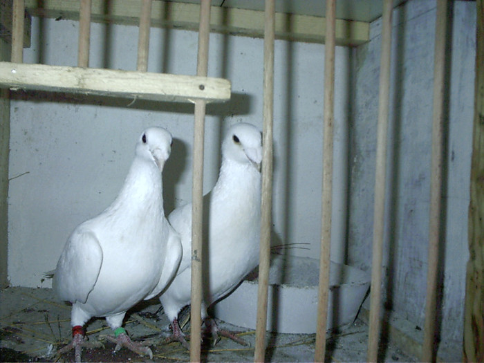 pereche - D-porumbei voiajori albi