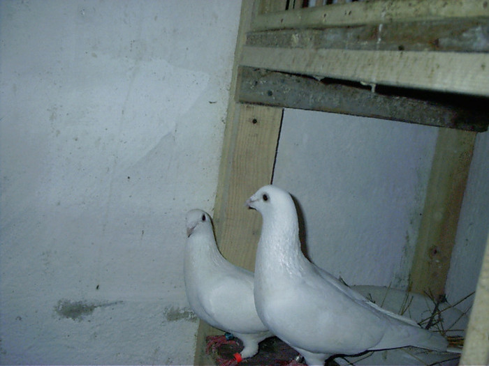 pereche  albii - D-porumbei voiajori albi