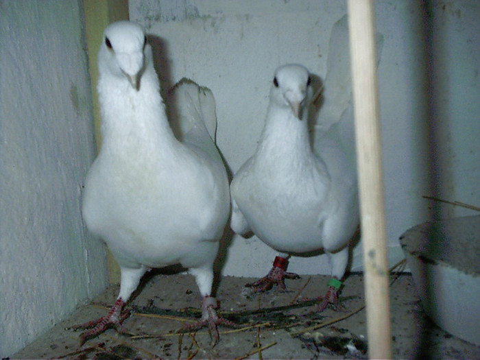 alta pereche - D-porumbei voiajori albi
