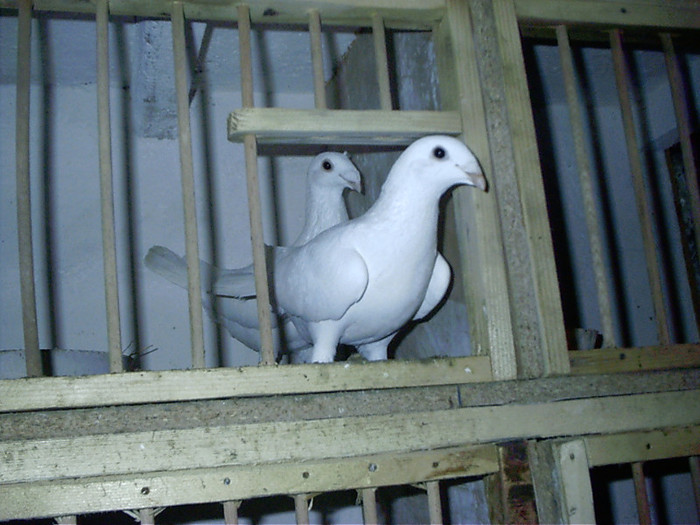 imperecheatii - D-porumbei voiajori albi