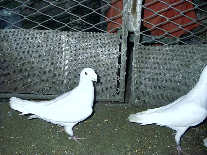 mascul - D-porumbei voiajori albi