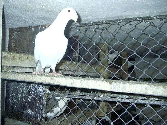 mascul  matca - D-porumbei voiajori albi