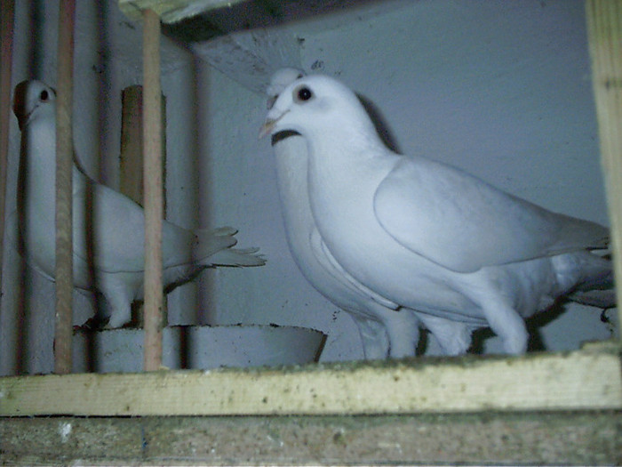 pereche  tinara - D-porumbei voiajori albi