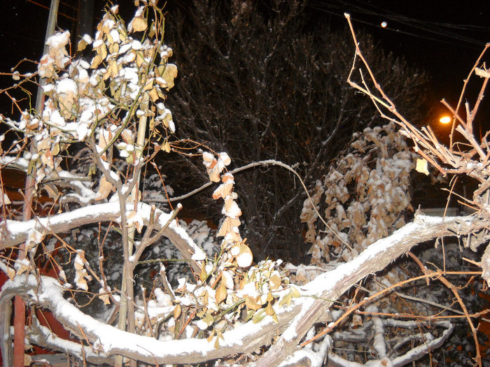 Iarna 14.ian.2012 ;cu zapada,pe frunza de struguri,si frunza de trandafir!