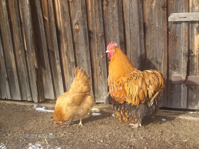 HPIM5244 - Orpington galben negru 2010