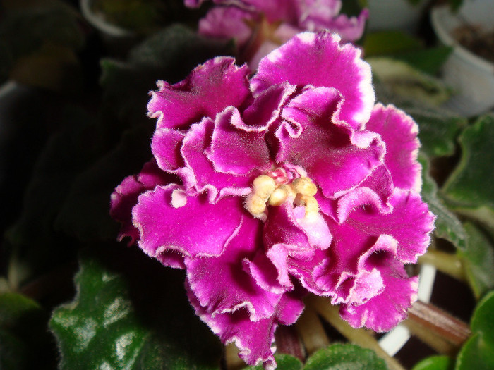 Ness` Cranberry Lace