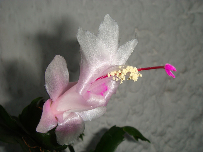 DSC03515 - Schlumbergera