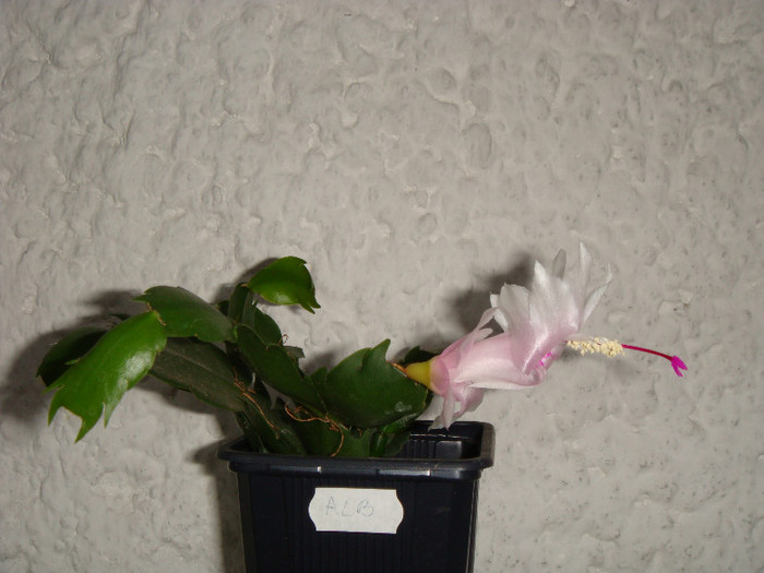 DSC03516 - Schlumbergera