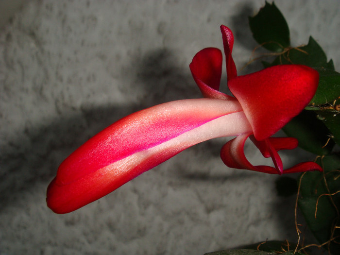 DSC03512 - Schlumbergera