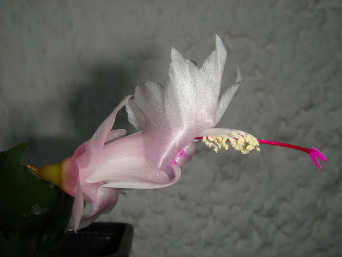 DSC03514 - Schlumbergera