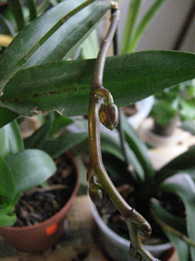 Orhideea 3, are boboci sanatosi, ura!!7 ian 12 - orhidee adoptate