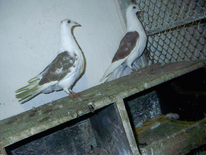 pui pe rosu sau  vindut  la hunedoara