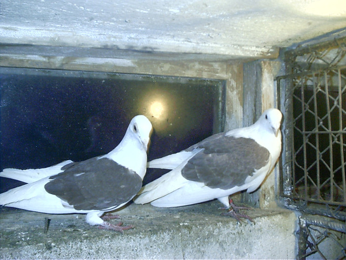 pereche - C-porumbei voiajori list