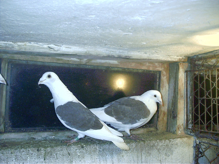 rosii  batrini - C-porumbei voiajori list