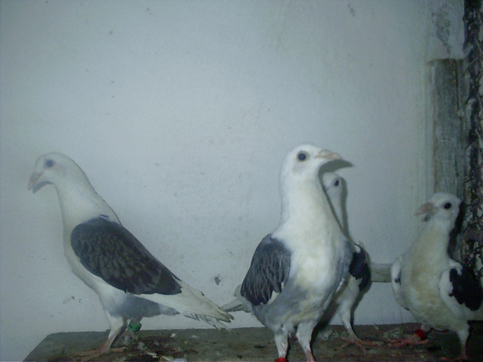 pui list 60 RON  PERECHEA