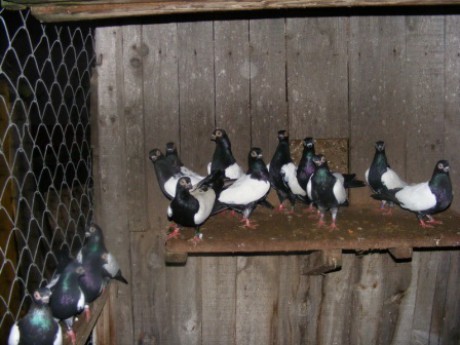 dscf4039_resize - Zburatori Oglindati de Budapesta