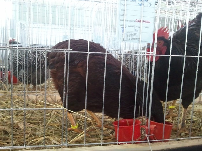 Fotografie0514 - EXPO SIGHISOARA IAN- 2012