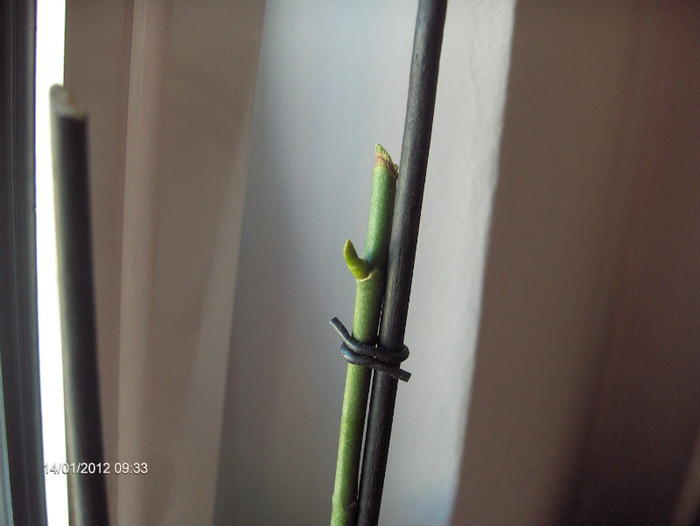 celei adunate de pe coclauri...