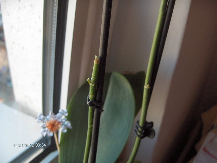 ii dau ramificatii noi...2012