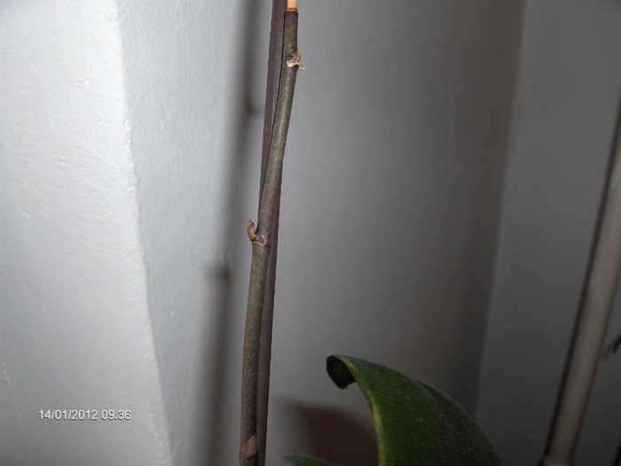 luata la reducere cu 5 lei...