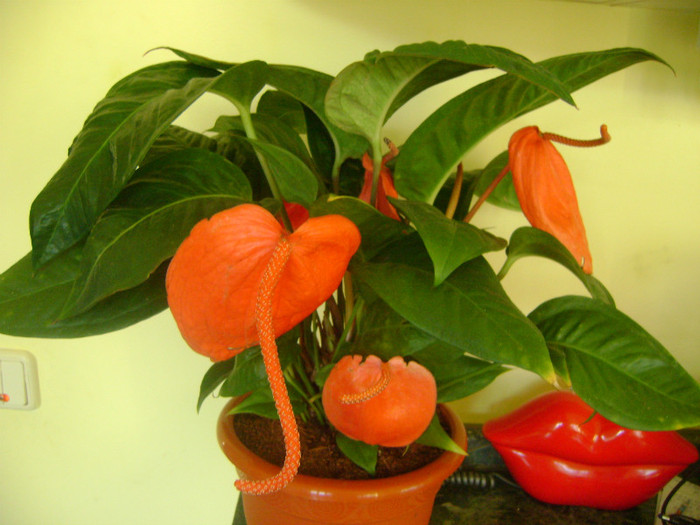  - Anthurium