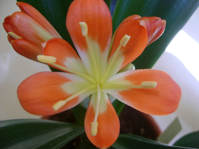  - CLIVIA