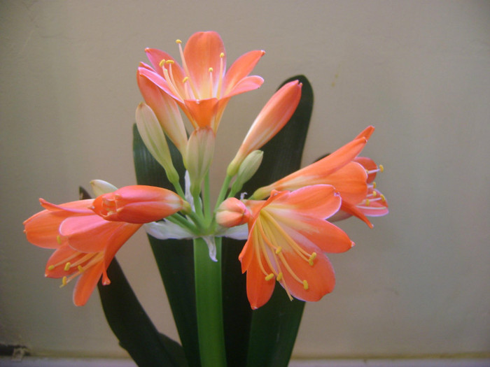  - CLIVIA