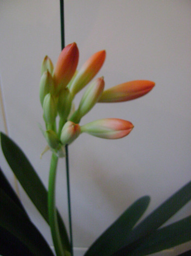  - CLIVIA